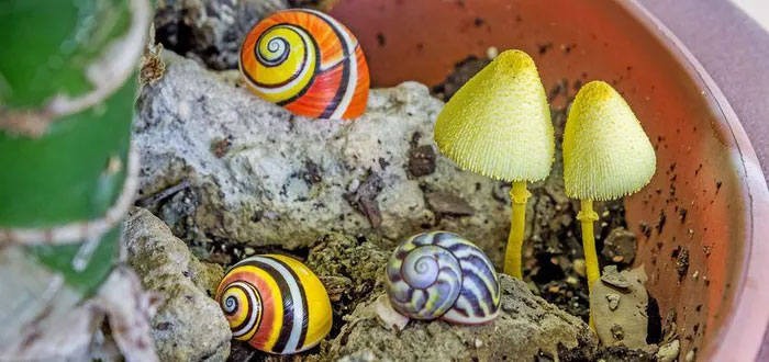 Chiêm ngưỡng ốc sơn Cuba - Loài ốc đẹp nhất thế giới
