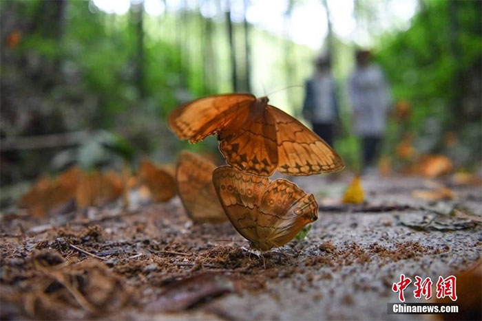 Chiêm ngưỡng thiên đường bươm bướm lớn nhất thế giới tại Vân Nam, Trung Quốc