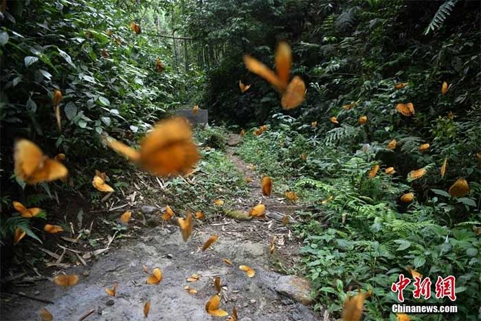 Chiêm ngưỡng thiên đường bươm bướm lớn nhất thế giới tại Vân Nam, Trung Quốc