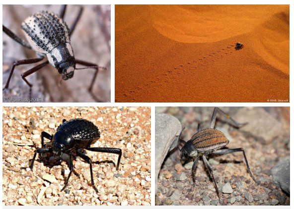 Chiến thuật sinh tồn tuyệt vời của loài bọ sống tại một trong những sa mạc khô nhất thế giới