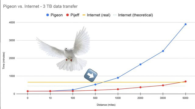 Chim bồ câu truyền dữ liệu nhanh hơn cả đường truyền Internet cáp quang