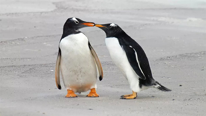 Chim cánh cụt đang ít chung thủy hơn vì... biến đổi khí hậu