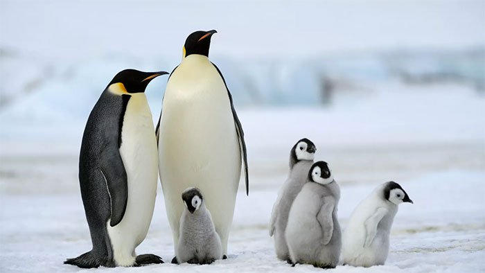 Chim cánh cụt hoàng đế cũng sắp bị tuyệt chủng