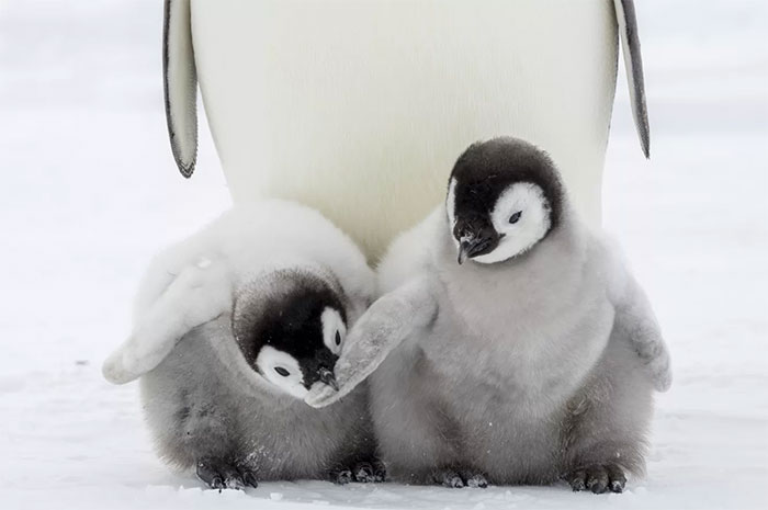 Chim cánh cụt hoàng đế cũng sắp bị tuyệt chủng