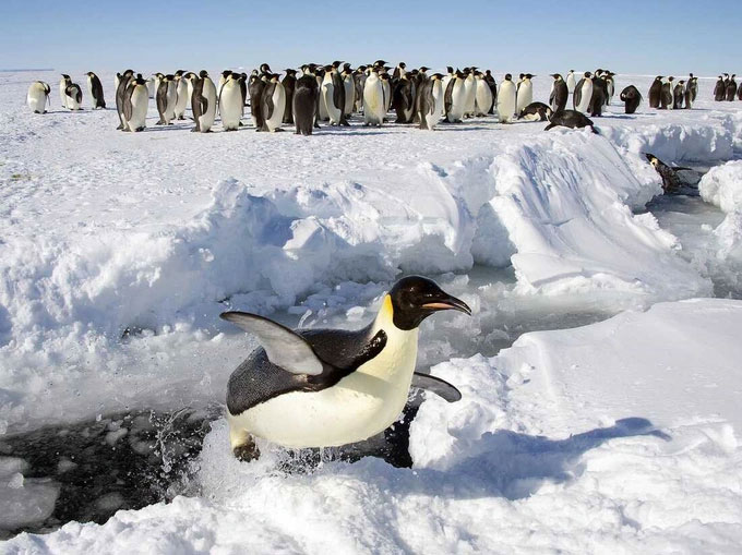 Chim cánh cụt hoàng đế gia nhập danh sách các loài bị đe dọa