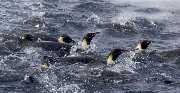 Chim cánh cụt hoàng đế ngừng sinh sản do biến đổi khí hậu