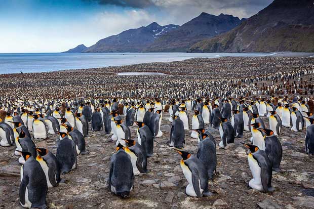 Chim cánh cụt hoàng đế tụ tập về lãnh địa phía nam Đại Tây Dương để bắt đầu mùa sinh sản
