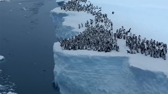 Chim cánh cụt nhảy từ vách đá cao 15m vì đói