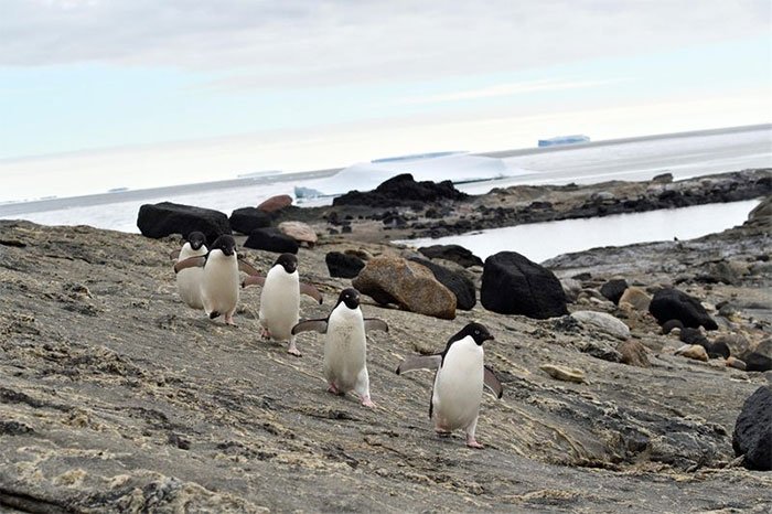 Chim cánh cụt ở Nam Cực hạnh phúc hơn khi băng biển tan