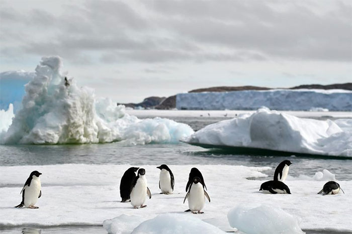 Chim cánh cụt ở Nam Cực hạnh phúc hơn khi băng biển tan