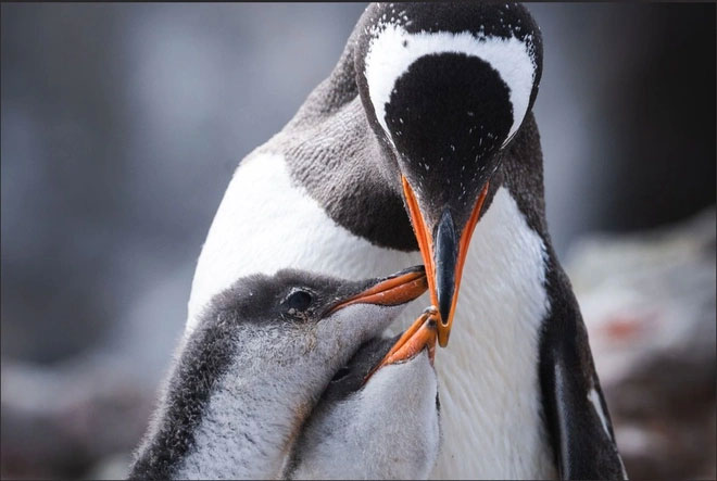 Chim cánh cụt trống nhịn ăn trong 65 ngày đứng yên ấp trứng