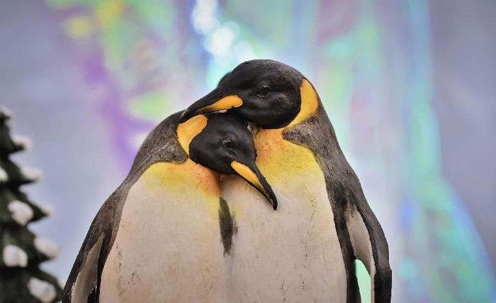 Chim cánh cụt vua ở Singapore được phẫu thuật đục thủy tinh thể