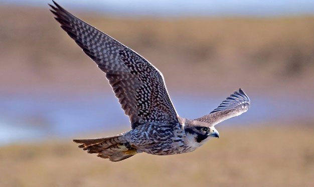 Chim cắt lớn - Loài chim săn mồi tốc độ cao