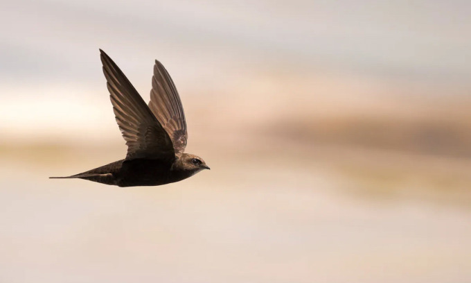 Chim có thể bay tối đa bao lâu mà không cần hạ cánh?