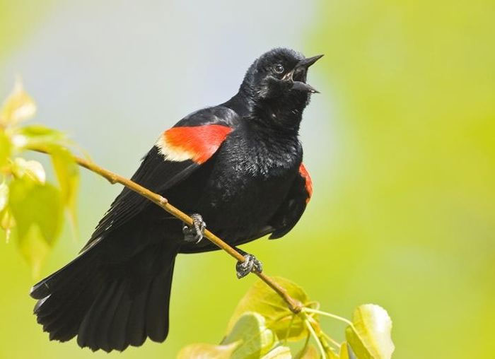 Chim đen bí ẩn há mỏ phun cầu vồng khiến dân mạng mê mẩn