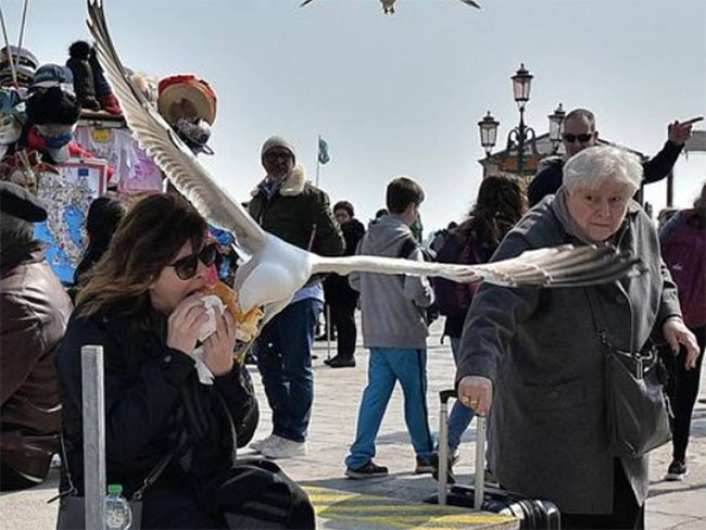 Chim dữ tấn công cướp thức ăn, Venice phát súng nước cho du khách tự vệ