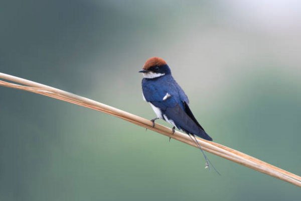 Chim én và các thông tin cơ bản về loài chim én