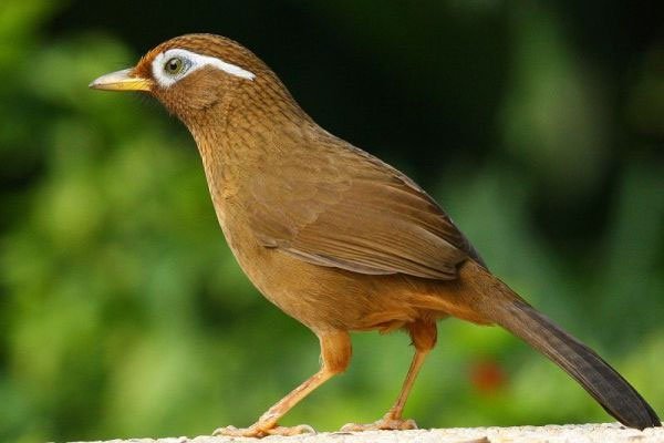 Chim họa mi và những thông tin cơ bản về loài chim này