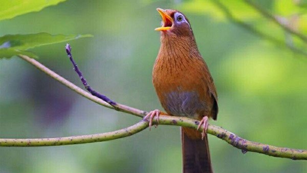 Chim họa mi và những thông tin cơ bản về loài chim này