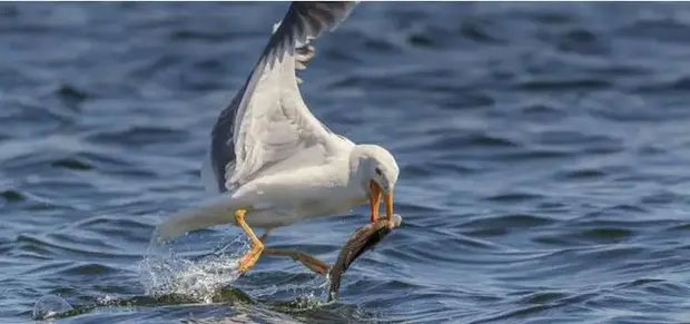 Chim mòng biển đang trở nên xấu tính với loạt hành vi quá quắt, nguyên nhân xuất phát từ con người!