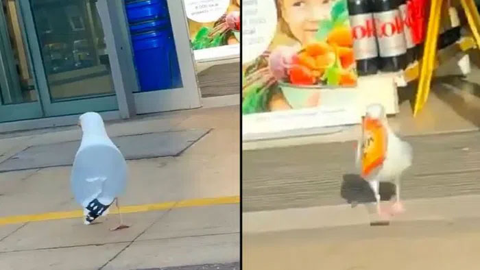 Chim mòng biển thản nhiên vào siêu thị lấy trộm đồ như chốn không người