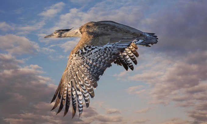 Chim ô tác kori - Loài chim bay nặng nhất thế giới