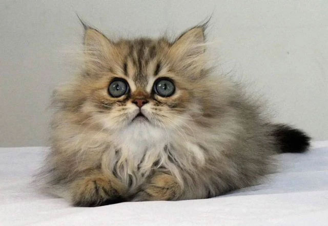 Chinchilla - Loài mèo có đôi mắt to nhất thế giới