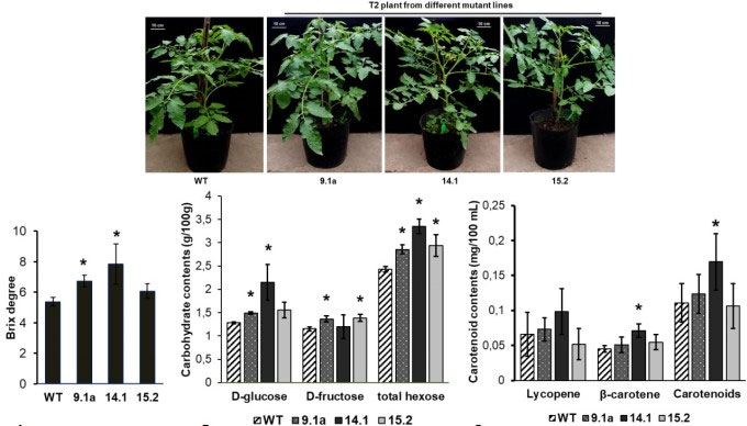 Chỉnh sửa gene giảm đường khó tiêu trong cây đậu tương