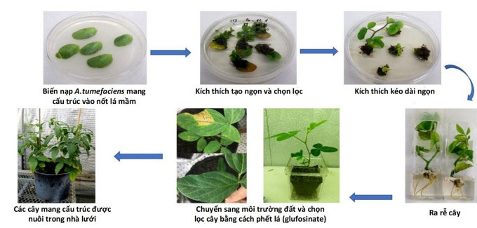 Chỉnh sửa gene giảm đường khó tiêu trong cây đậu tương