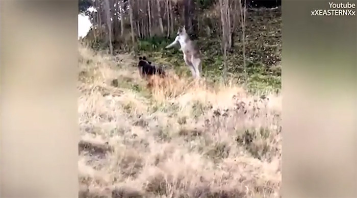 Chó becgie đánh nhau với kangaroo và cái kết đầy bất ngờ