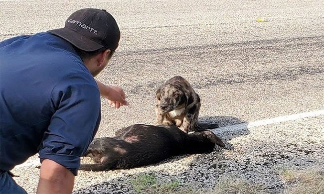 Chó canh xác đồng loại bị đâm chết do tai nạn