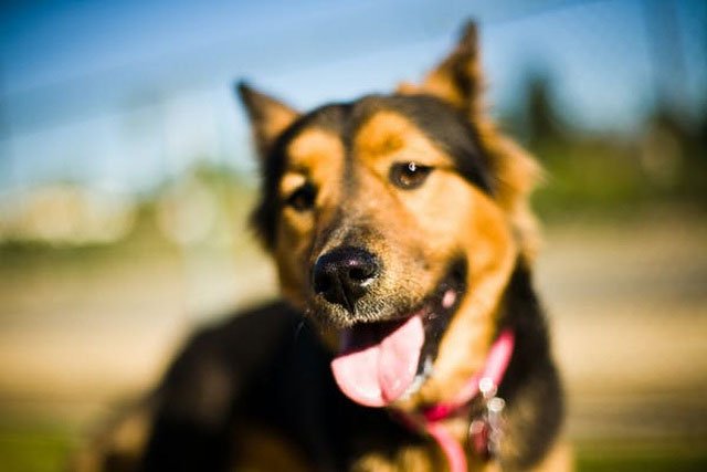 Chó có thể đánh hơi và phát hiện tiếng động từ khoảng cách bao xa?