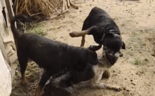 Chó Desi bị 2 con chó Rottweiler tấn công dữ dội và lôi xềnh xệch: Kết cục sẽ ra sao?