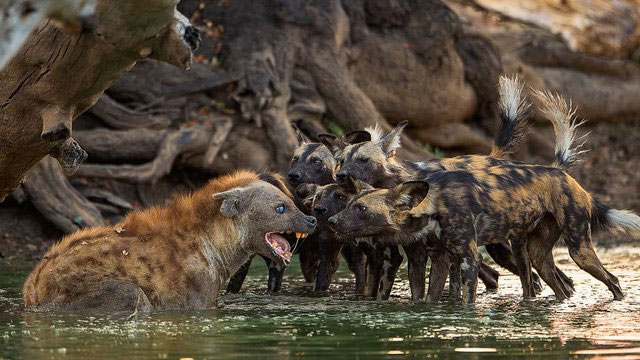 Chó hoang châu Phi cả gan bao vây, linh cẩu lật ngược tình thế nhờ kỹ năng đặc biệt này!