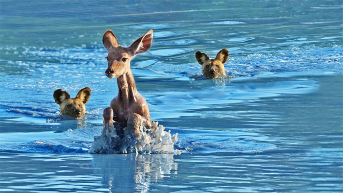 Chó hoang hóa thân thành vận động viên bơi lội, truy đuổi con mồi cực gắt