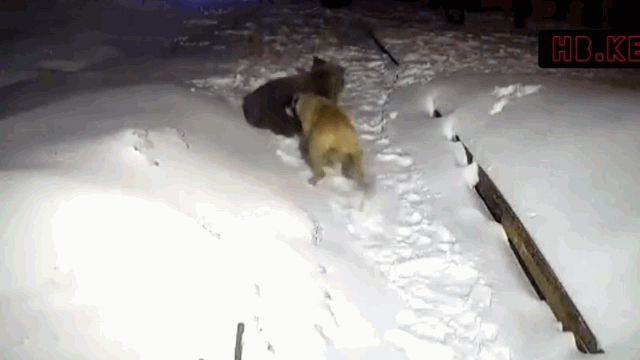 Chó Kangal tử chiến nảy lửa với gấu dữ để bảo vệ chủ