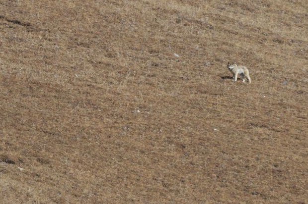 Chó ngao Tây Tạng giao phối với sói núi để tổn tại ở vùng núi cao