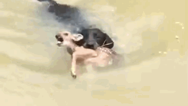 Chó nhà liều mình lao xuống sông, cứu nai con sắp đuối nước