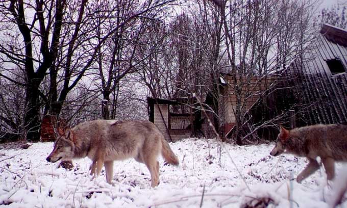 Chó sói đột biến gene ở Chernobyl có khả năng chống ung thư