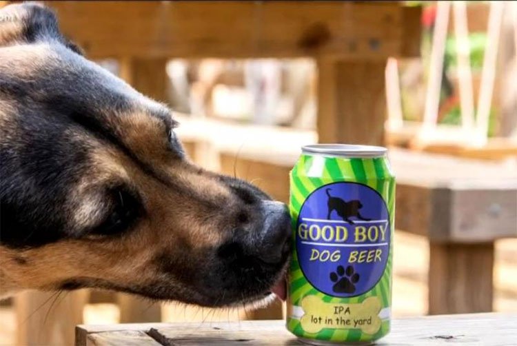 Chó tại Mỹ có loại… bia riêng để uống