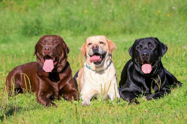Chó tha mồi Labrador có một gene kỳ lạ, khiến chúng lúc nào cũng đói và dễ béo