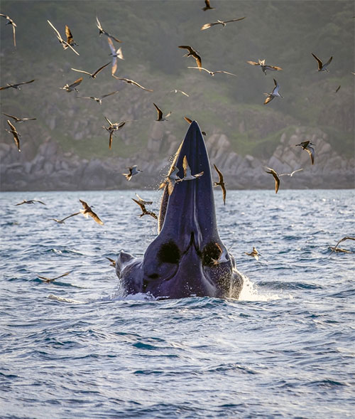 Choáng ngợp cảnh mẹ con cá voi săn mồi ở vùng biển Đề Gi