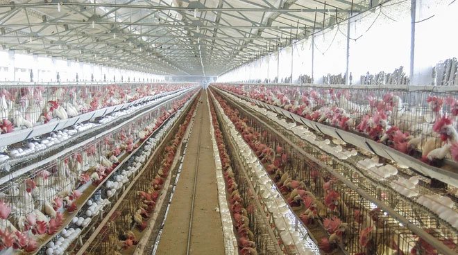 Choáng ngợp với quy trình sản xuất hàng triệu quả trứng và gà lấy thịt của các nước tiên tiến
