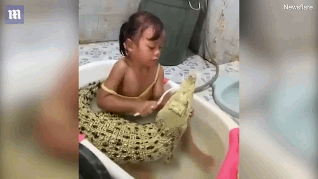 Choáng váng cảnh bé gái thản nhiên ngồi trong chậu đánh răng cho cá sấu