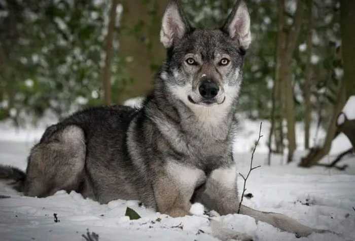 Choáng với chú chó có ngoại hình giống hệt sói hoang hung dữ