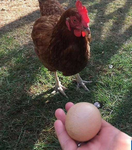 Choáng với quả trứng gà tròn trịa như quả bóng, 1 tỷ quả mới có 1