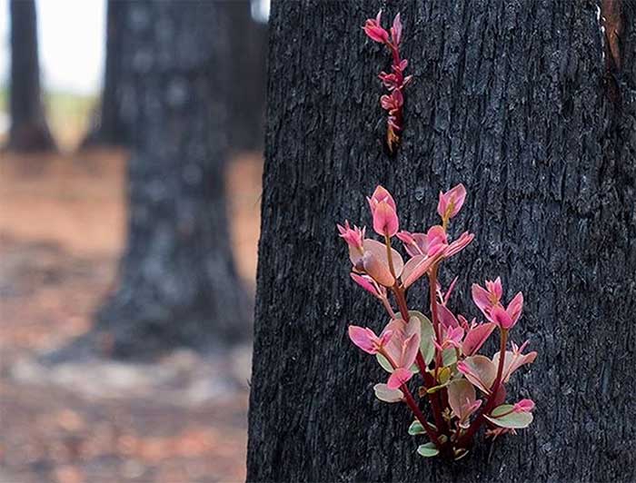 Chồi non mọc trên cây bị thiêu rụi trong cháy rừng ở Australia