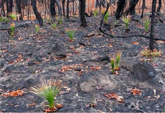 Chồi non mọc trên cây bị thiêu rụi trong cháy rừng ở Australia