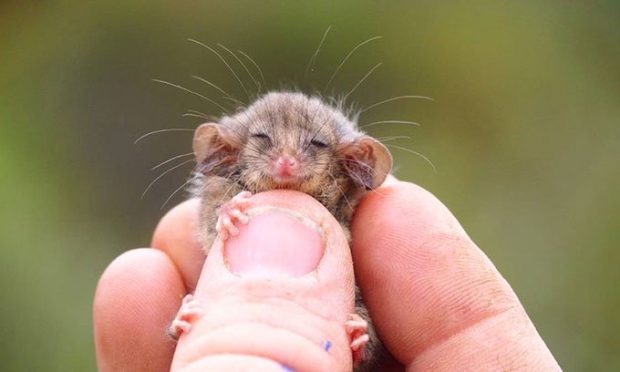 Chồn possum nhỏ nhất tái xuất sau thảm họa cháy rừng