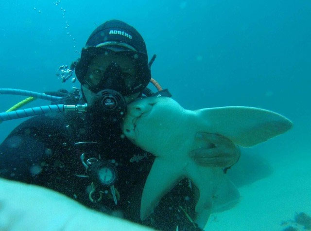 Chú baby shark khác lạ, thích gần gũi và được chơi đùa với con người